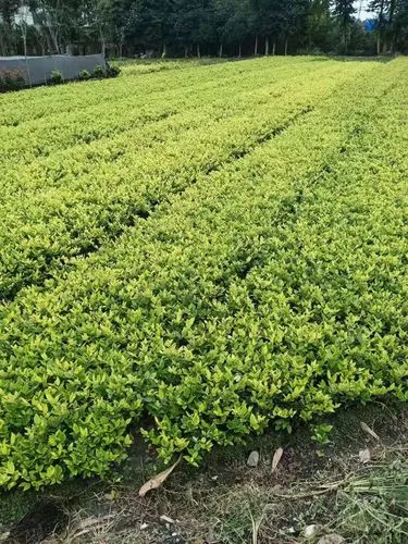 kaiyun电竞平台：网易游戏检测程序在哪找